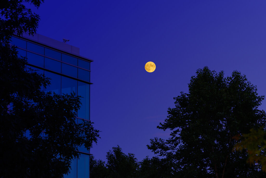 Full moon rising in a deep blue evening sky between trees and the dark glass corner of the office building.
